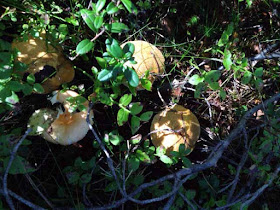 грибы моховики