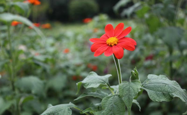 Mexican Sunflower Pictures