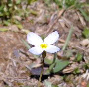 Two fee photos of blue, white, and yellow spring flowers. (spring flower)