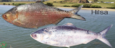 hilsa fish