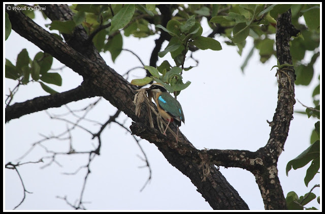 Indian Pitta with nesting material