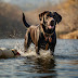 Labrador Retriever: America’s Top Dog Breed and Their Role in Pop Culture