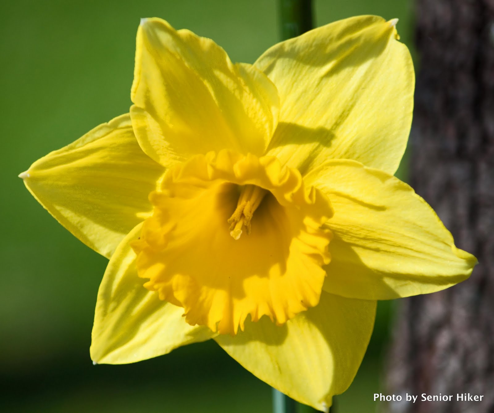 Brecks Colossal Daffodil