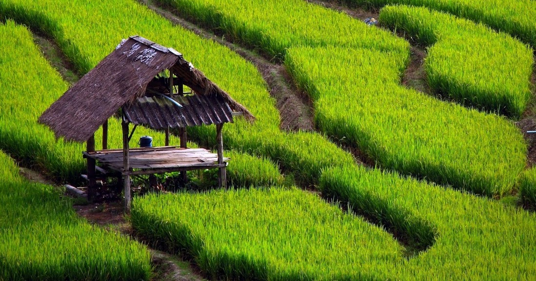 16 Contoh Karya Tulis Pertanian (Skripsi, Tesis, Lomba KTI 