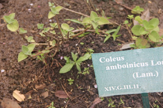  Daun jinten ialah tumbuhan liar yang sering kita jumpai ada disekeliling kita Manfaat Daun Jinten (Coleus Amboinicus Lour)