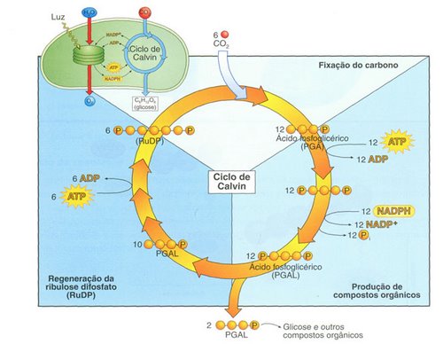 Resultado de imagen para ciclo de calvin sencillo