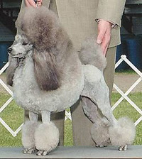 Cutest Dog Breeds In The World Miniature Poodle