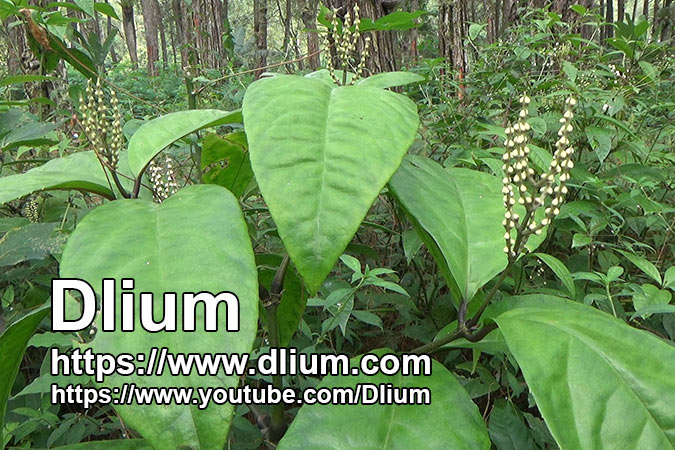 Dlium Uya (Chloranthus elatior)