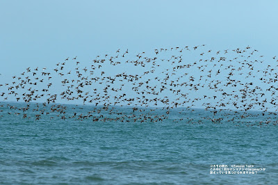 コガモの群れ　≪Eurasian Teal≫ この中にシマアジ　≪Garganey≫が混ざっているのを 見つけられるでしょうか