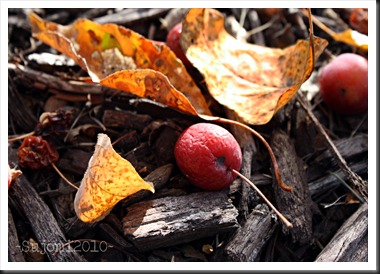 2010 10 18 IMG_4239w