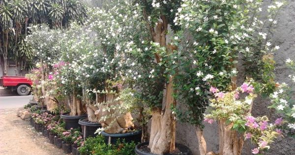 Tanaman Pohon Bonsai Bunga Melati Jasmine Pusat Tanaman Hias