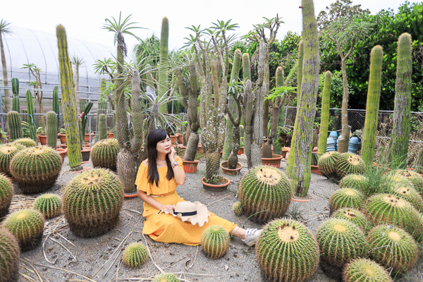 彰化田尾生源仙人掌多肉植物，巨大仙人掌森林就像來到沙漠好特別