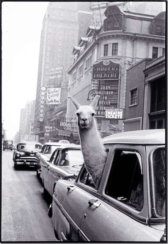 Inge Morath (United States, born 1923)
“Encounter on Times Square,” 1957, from “New York Portfolio I”
Mother Jones 1998 Fine Print Portfolio
Gelatin silver print, 13 1 ⁄ 4 x 9 7/8 inches
© Magnum Photos
Inge Morath (United States, born 1923)
“Encounter on Times Square,” 1957, from “New York Portfolio I”
Mother Jones 1998 Fine Print Portfolio
Gelatin silver print, 13 1 ⁄ 4 x 9 7/8 inches
© Magnum Photos