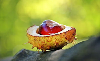 How To Plant A Chestnut