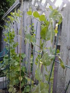 I like growing peas.  The vines are tiny little arms reaching to grab anything.