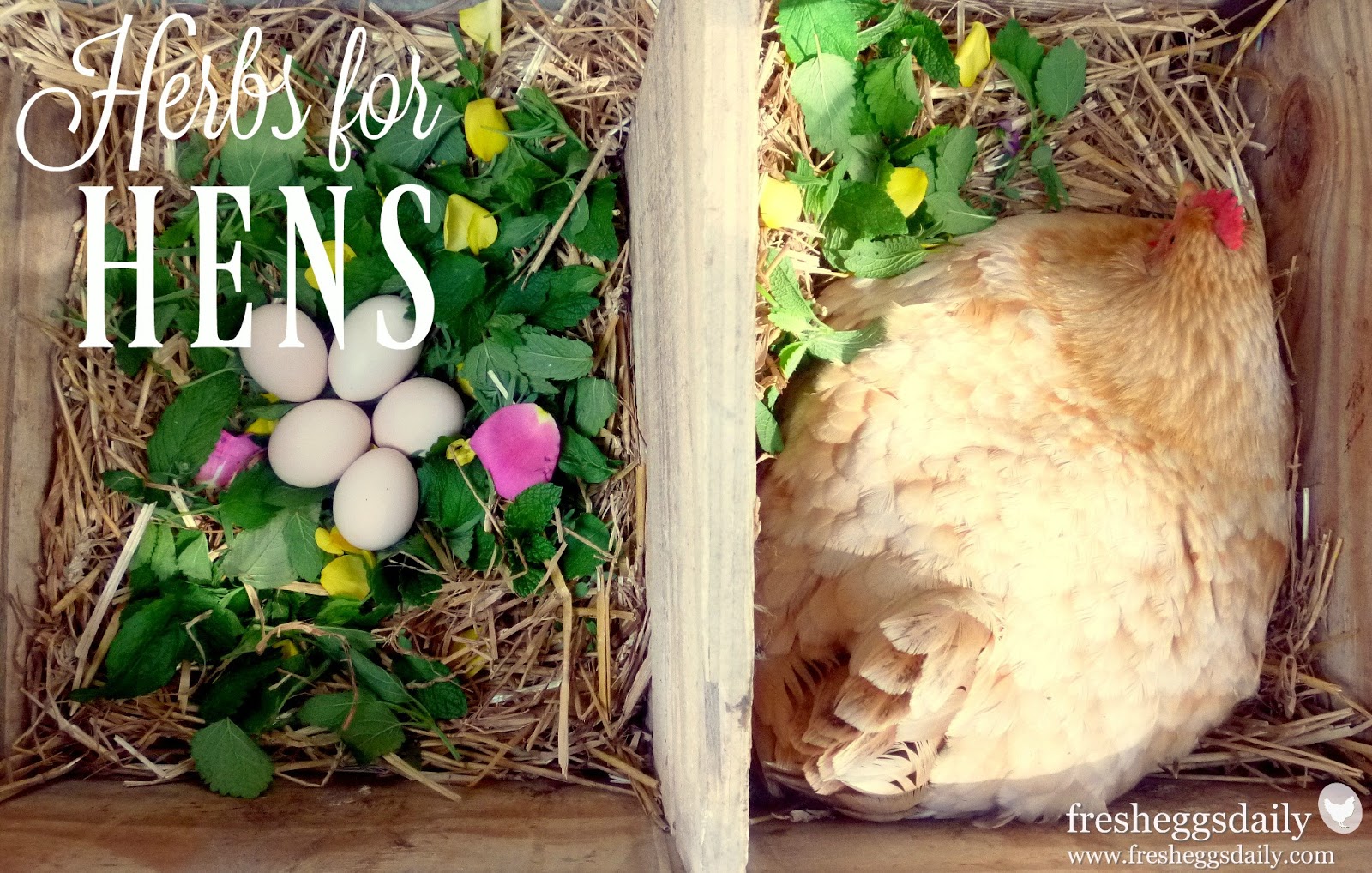 Herbs for Hens - Add