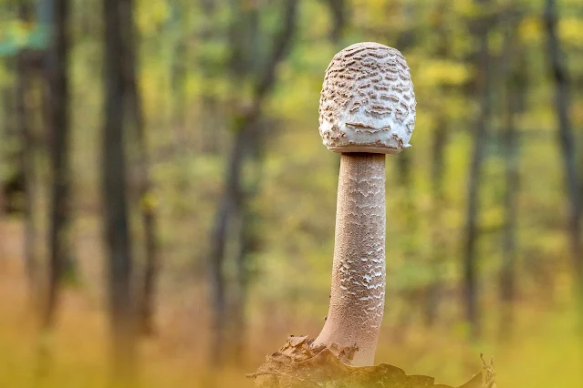Nagy őzlábgomba