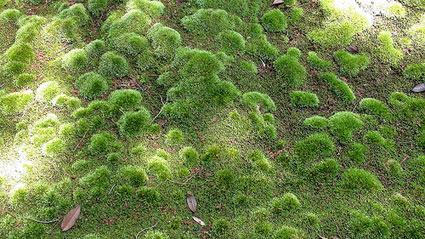 A carpet of moss at Kokedera (Saihoji Temple) in western Kyoto.