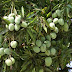 Cara Budidaya Tanaman Buah Mangga