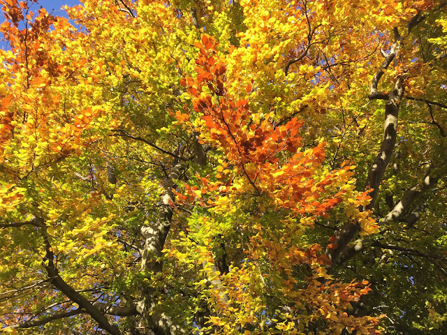 bright yellow orange autumn fall leaves Stretford, England
