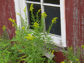 barn wall with goldenrod