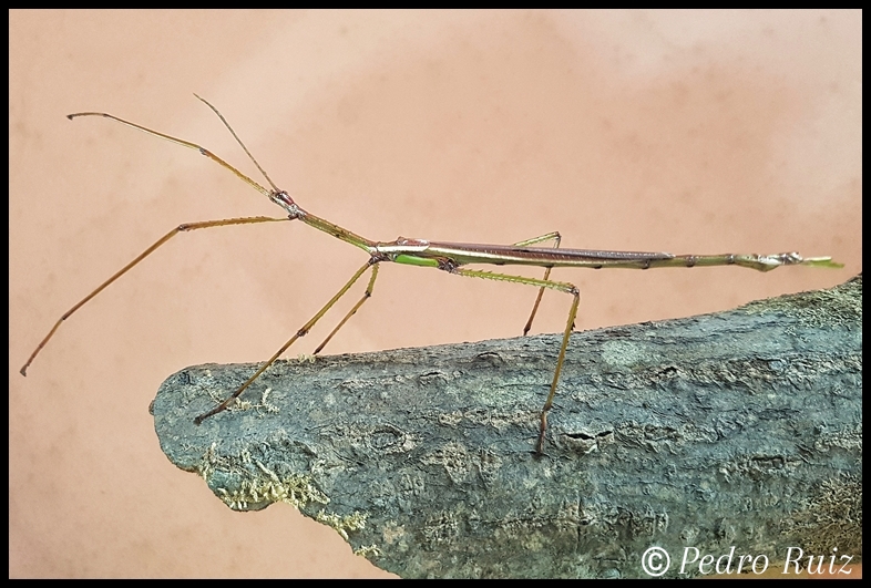 Macho adulto de Eurycnema versirubra, 13 cm de longitud