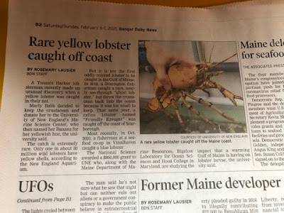 Bangor Daily News Picture of Article About Rare Yellow Lobster