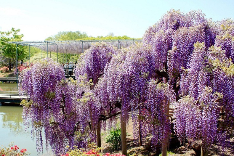 ashikaga-flower-park-4