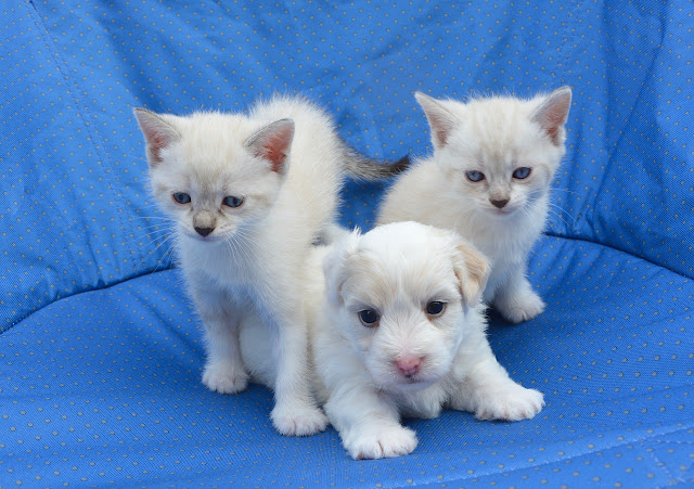 Dois filhotes de gatos malhados e um filhote de cachorro branco