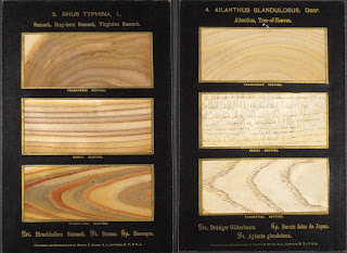 A set of rectangular wood grain samples on a black background.