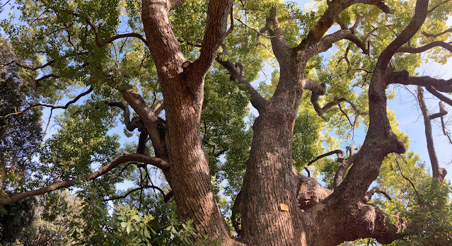 Albero-della-canfora+Villa-Durazzo-Pallavicini+Genova