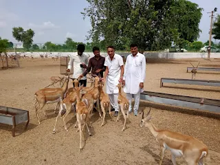 मानद वन्य जीव प्रतिपालक अनिल धारणीया