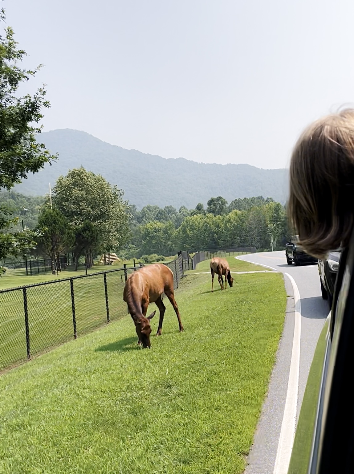 Wild elks grazing on grass in Cherokee, NC