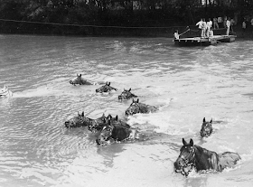 Los animales en la Primera Guerra Mundial