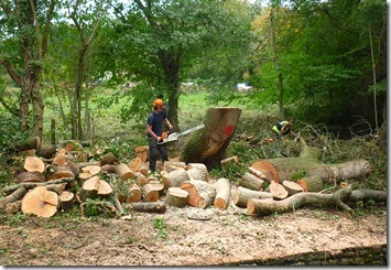 felling at limpley stoke