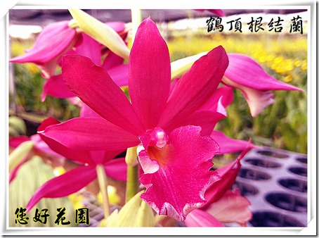 鶴頂根結蘭