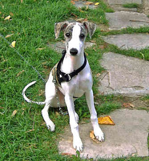 Whippet Puppy Picture