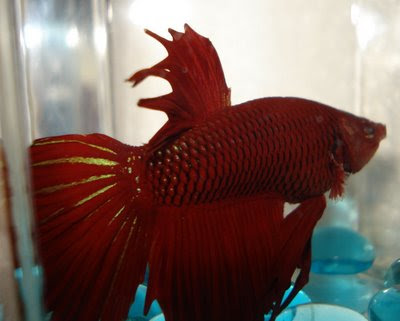 betta splenden