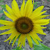 Sun Flower