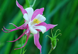 Columbine Flower Meaning, Columbine Flower Symbolism