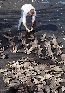 A man handling shark fins