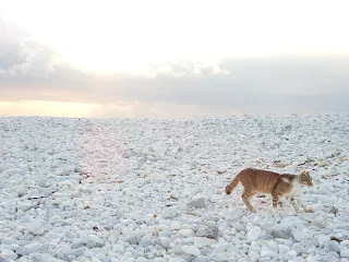 Marina Di Pisaの猫と海