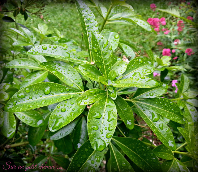 Oranger du Mexique et gouttes de pluie