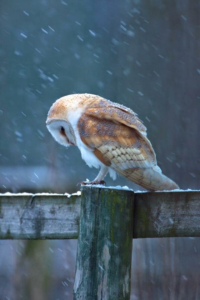 https://500px.com/photo/6102370/barn-owl-by-nigel-pye