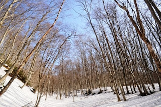 click to enlarge 早春の奥大山・健康の森