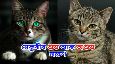 Assamese Fact
