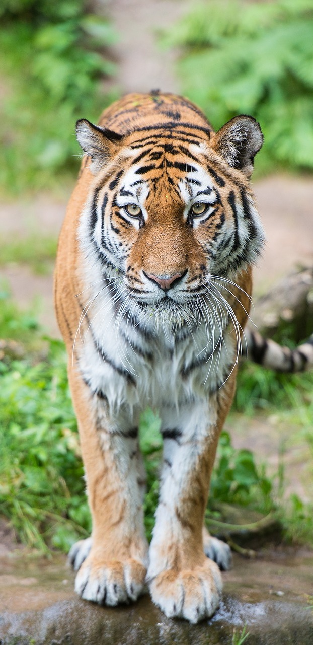 Photo of a tiger.