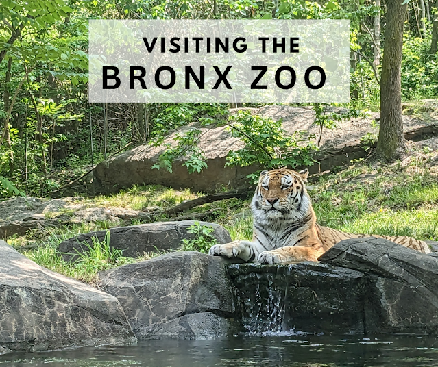 Katie Wanders : Visiting the Bronx Zoo - New York City