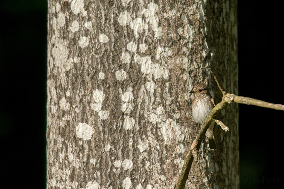 Hall-kärbsenäpp, Muscicapa striata, Spotted Flycatcher