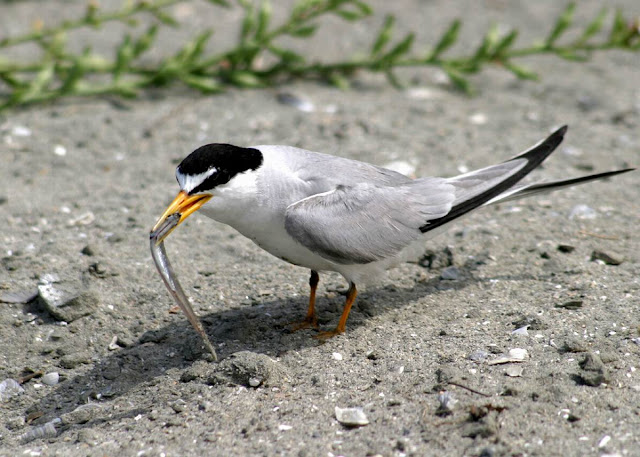 Least Terns Birds Pictures, http://st1cat.blogspot.com/